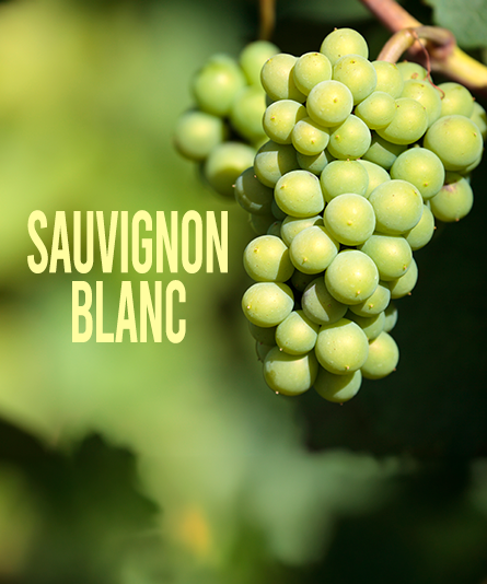 Sauvignon Blanc